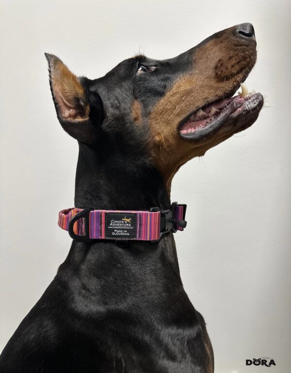 CONOR'S ADVENTURE 40mm magnetna ovratnica Z ROČAJEM