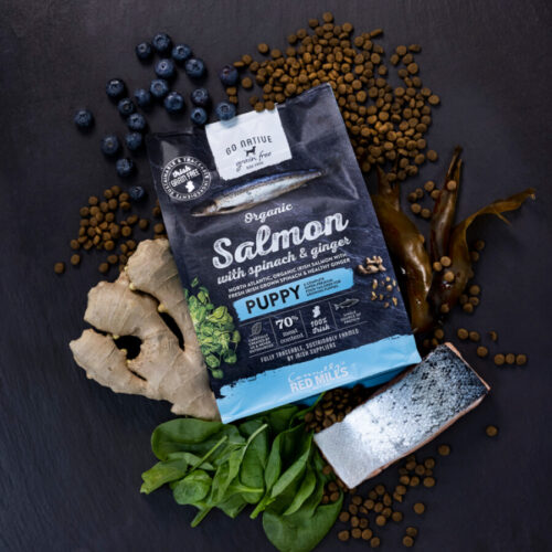 GO NATIVE PUPPY – LOSOS s šinačo in ingverjem