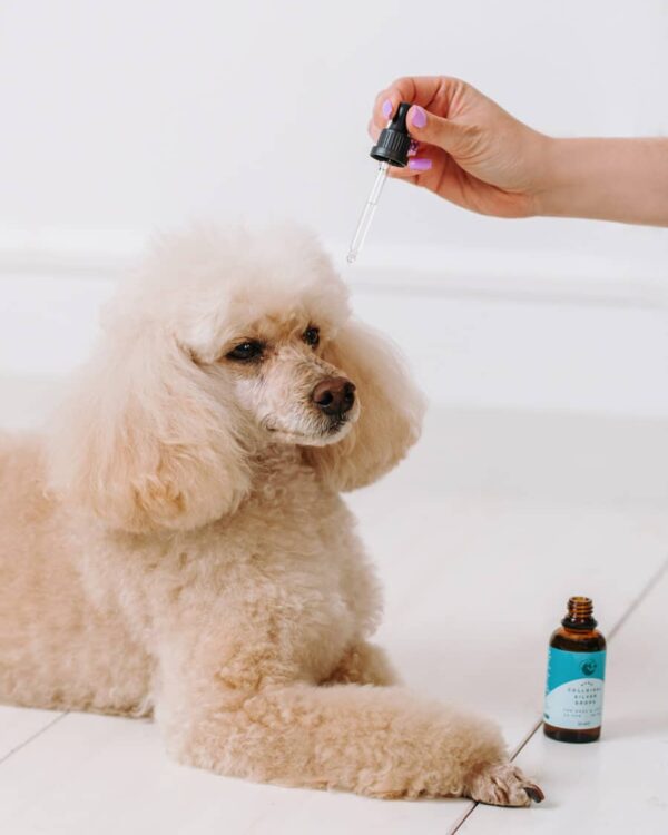 Pantaya kapljice za oči in ušesa z nano koloidnim srebrom