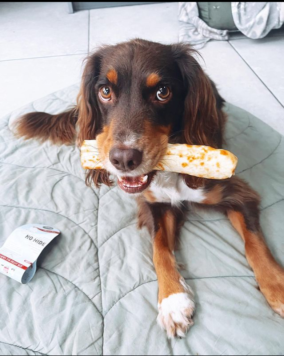 Earth Animal NO-HIDE naravna žvečljivka S losos