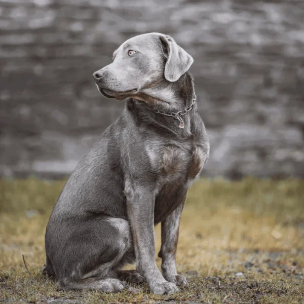 SPRENGER zatezna ovratnica - srebrna 3mm