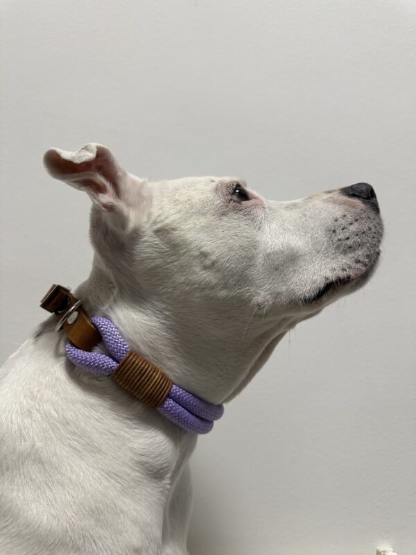 PAWSOME Rope povodec Lavanda