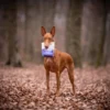 venisonstrips-dog_63cae046fe197a195e11b229aee86d51 BARO premium naravni mehki trakovi za pse – divjačina